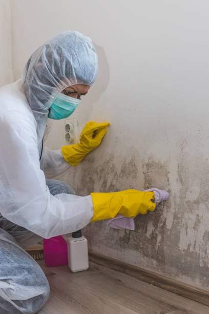 Best Post-Remediation Verification Testing  in Reynoldsburg, OH